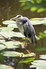 Héron cendré et nénuphars