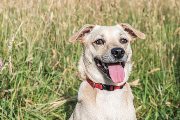 A playful dog / A playful dog sitting ready for action