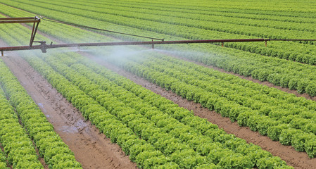 automatic irrigation system of a lettuce field in summer