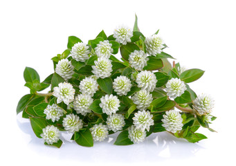 grass flower