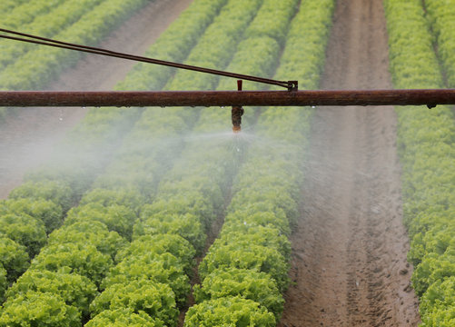 automatic sprinklering system of a lettuce field in summer