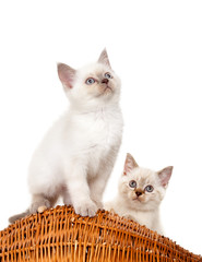 Fototapeta na wymiar Portrait of two British Shorthair Kittens sitting, 8 weeks old,