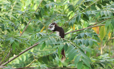 Animals in wildlife, squirrel eating fruit on the tree