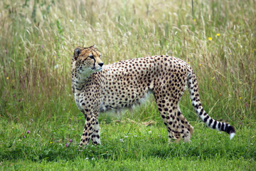 Cheetah near long grass