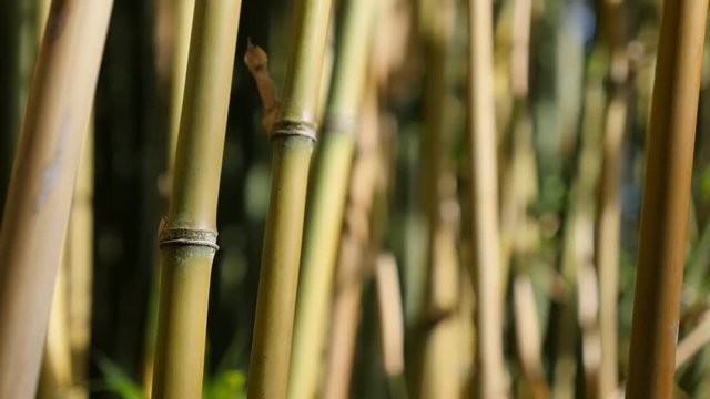 Nature and Poaceae family bamboo plant stalks on wind in slow motion 1080p HD video - Bambusoideae forest with a lot of green plants slow-mo natural background 1920X1080 FullHD footage 