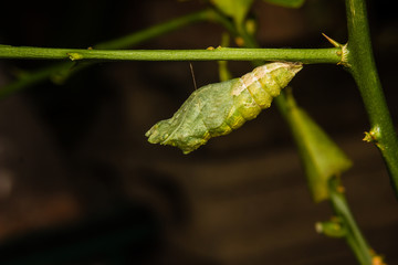 chrysalis of butterfly hanging on branch