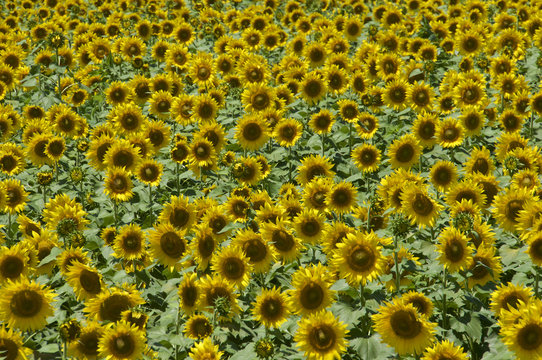 明野ひまわり畑のひまわり (The Sunflowers in Akeno Sunflower Farm)