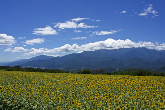 明野ひまわり畑 (Akeno Sunflower Farm, Yamanashi, Japan)