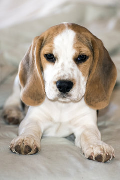 Beagle Puppu