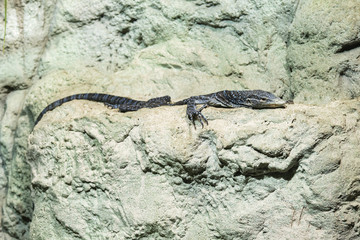 Lizard sitting on a stone.