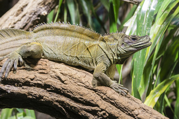 Lizard sitting on a tree trunk.