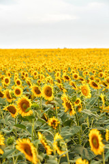 Obraz premium Bright yellow sunflowers