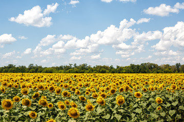 Bright yellow sunflowers
