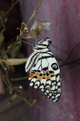 Close up of newly emerged butterfly