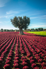 Colorful landscape in Puglia