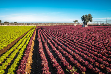 Colorful landscape in Puglia