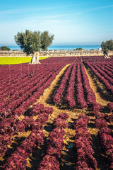 Colorful landscape in Puglia