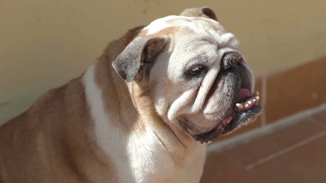 an old bulldog called hemmingway
