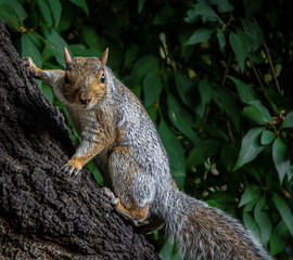 Squirrel on a tree in a park in York, England, the United Kingdom