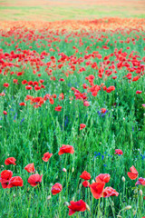 Fototapeta premium meadow with beautiful red poppy flowers