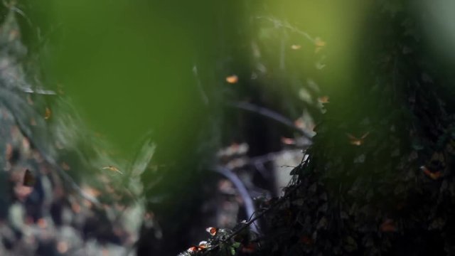 the amazing monarch butterfly sanctuary in mexico