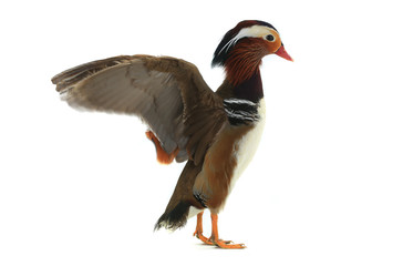 Obraz premium male mandarin duck