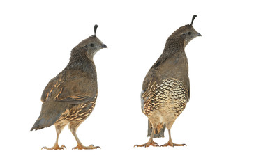 California Quail