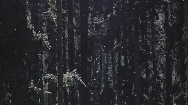 the amazing monarch butterfly sanctuary in mexico