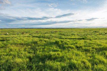 Obraz premium Beautiful grazing landscape