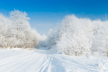 Obraz premium The snowy forest in January