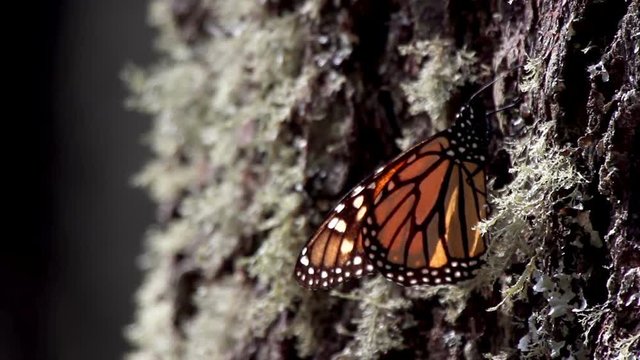 the amazing monarch butterfly sanctuary in mexico