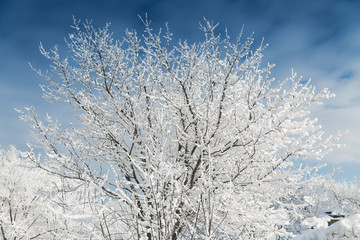 The snowy trees in January