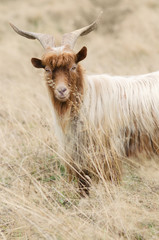 Portrait of redhead goat on the pasture