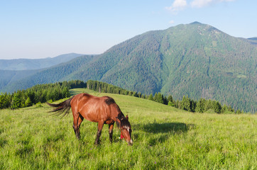 Fototapeta na wymiar Brown horse in a pasture in the mountains