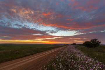 Colourful clouds and flowers