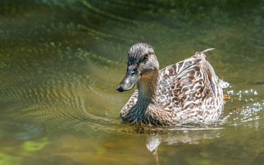 Female Mallard duck (Anas platyrhynchos) swims along, past the camera, edge of the Ottawa river.  Meets with other ducks in spring and summer mating season.