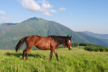 Fototapeta na wymiar Summer landscape in the mountains. A brown horse with red bows in the pasture. Sunny day. High mountain in the background. Karpaty, Ukraine, Europe
