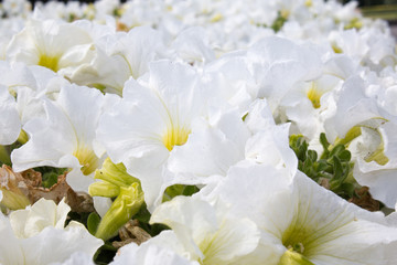White beautiful Flowers.