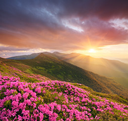 Plakat Mountain landscape with pink flowers at sunset