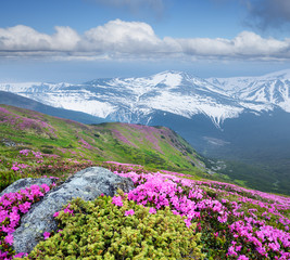 Obrazy na Szkle  Letni krajobraz z różowymi kwiatami w górach