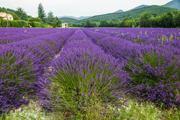 Fototapeta na wymiar Lavender field in Province