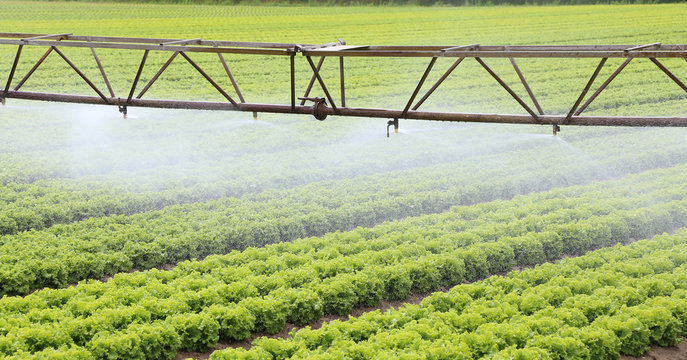 irrigation system of a lettuce field in summer