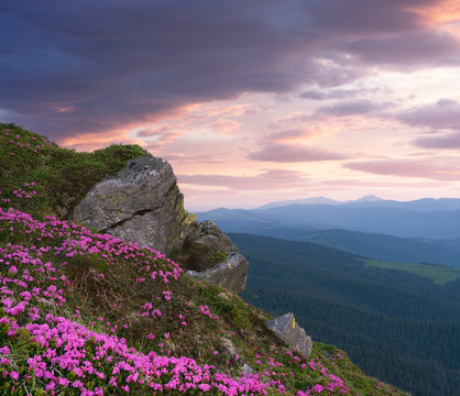 Summer landscape with pink flowers in the mountains