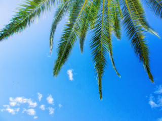 palm leaf, (11)