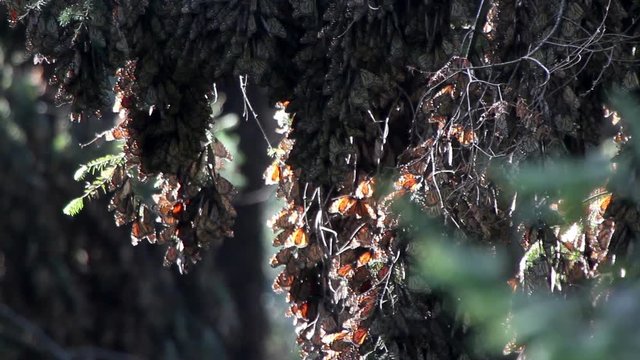 the amazing monarch butterfly sanctuary in mexico