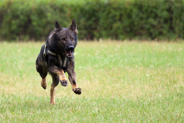Running German Shepherd