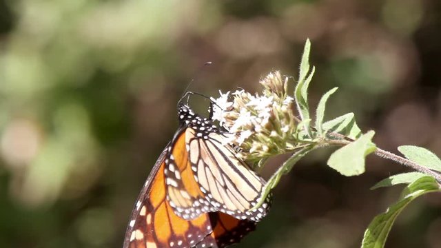 the amazing monarch butterfly sanctuary in mexico