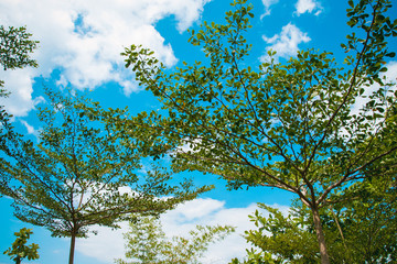 Crowns trees against blue sky on tropical beach