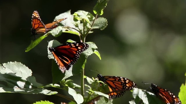the amazing monarch butterfly sanctuary in mexico