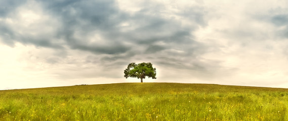 lonely tree (331)